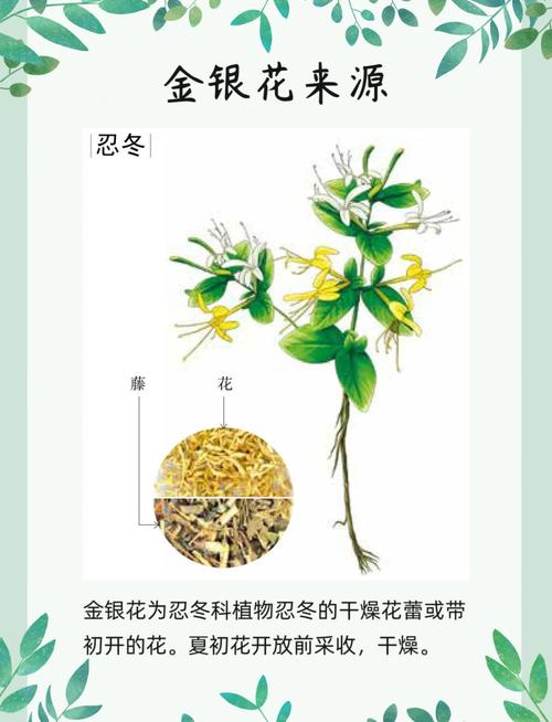金银花与金莲花的区别？金银花与金莲花的区别图片？-第3张图片-优品飞百科