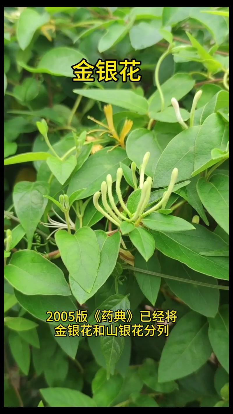 金银花与金莲花的区别？金银花与金莲花的区别图片？-第4张图片-优品飞百科