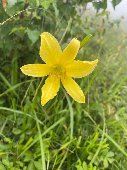 金银花与金莲花的区别？金银花与金莲花的区别图片？-第7张图片-优品飞百科