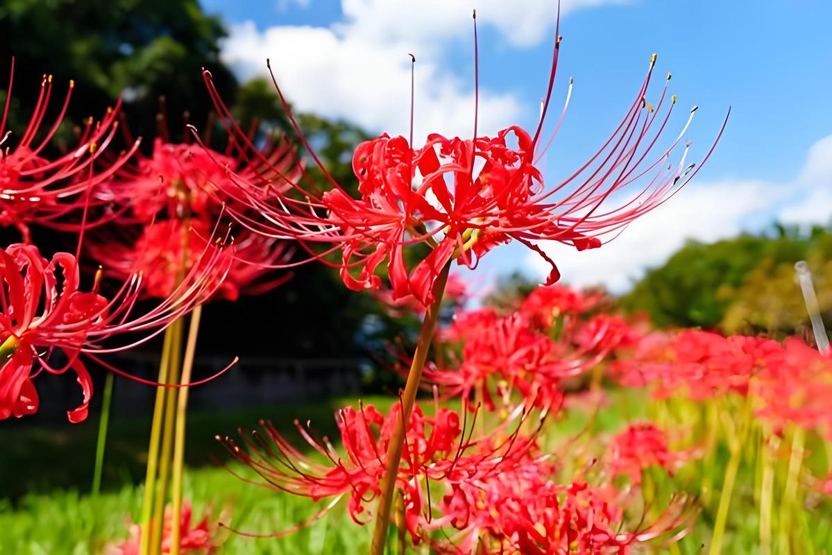 彼岸花喜欢什么土壤，彼岸花一个花盆可以种几棵，彼岸花一盆种植几株？-第2张图片-优品飞百科