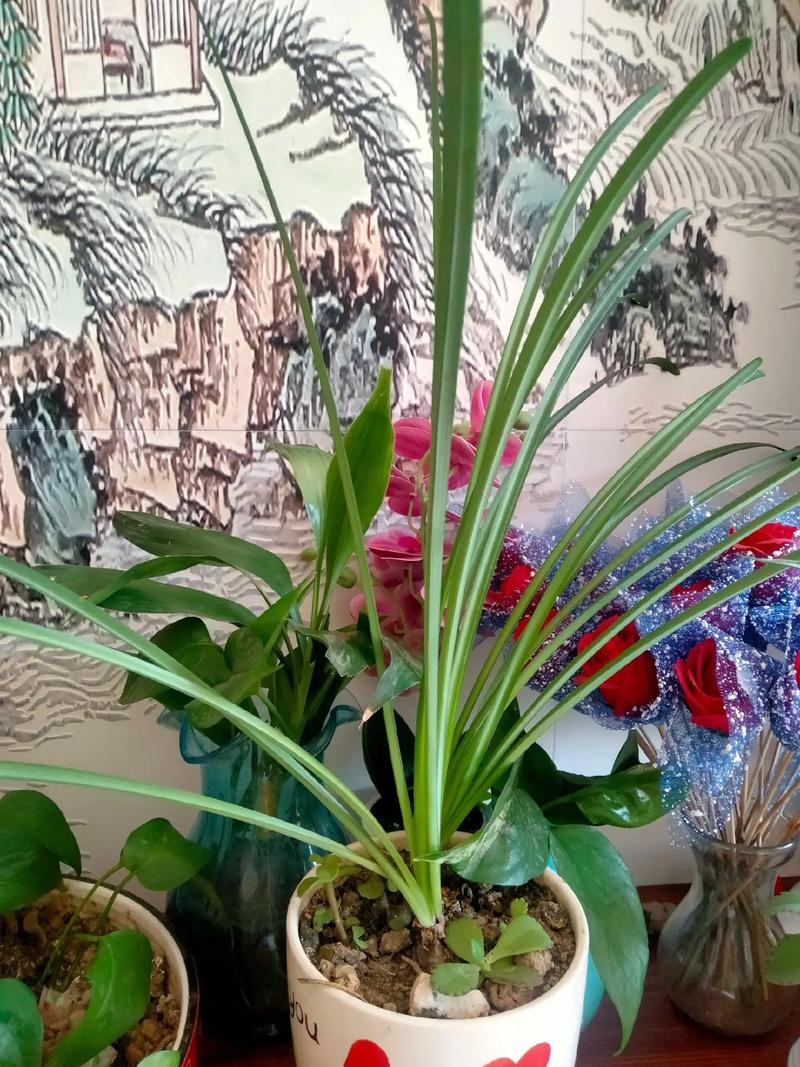 彼岸花喜欢什么土壤，彼岸花一个花盆可以种几棵，彼岸花一盆种植几株？-第3张图片-优品飞百科