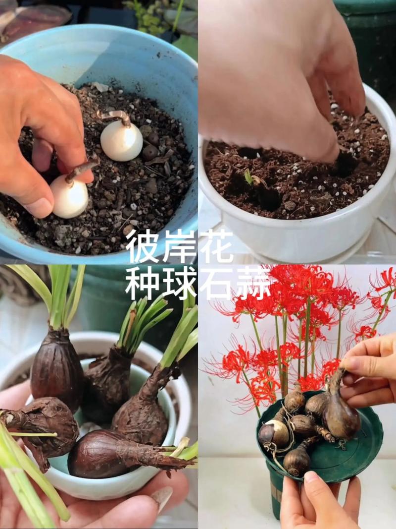 彼岸花喜欢什么土壤，彼岸花一个花盆可以种几棵，彼岸花一盆种植几株？-第4张图片-优品飞百科