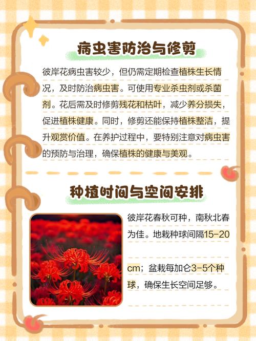 彼岸花喜欢什么土壤，彼岸花一个花盆可以种几棵，彼岸花一盆种植几株？-第5张图片-优品飞百科