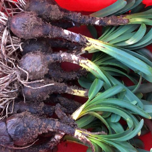 彼岸花喜欢什么土壤，彼岸花一个花盆可以种几棵，彼岸花一盆种植几株？-第6张图片-优品飞百科