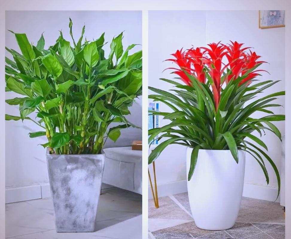 十二种招财花?前十招财花?-第1张图片-优品飞百科 十二种招财花?前十招财花?-第1张图片-优品飞百科