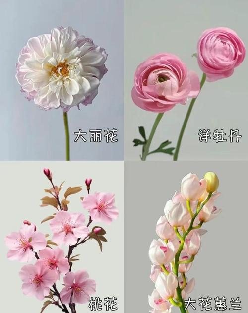 十二种招财花?前十招财花?-第3张图片-优品飞百科 十二种招财花?前十招财花?-第3张图片-优品飞百科
