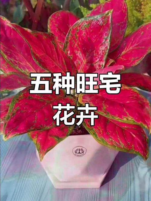 十二种招财花?前十招财花?-第6张图片-优品飞百科 十二种招财花?前十招财花?-第6张图片-优品飞百科