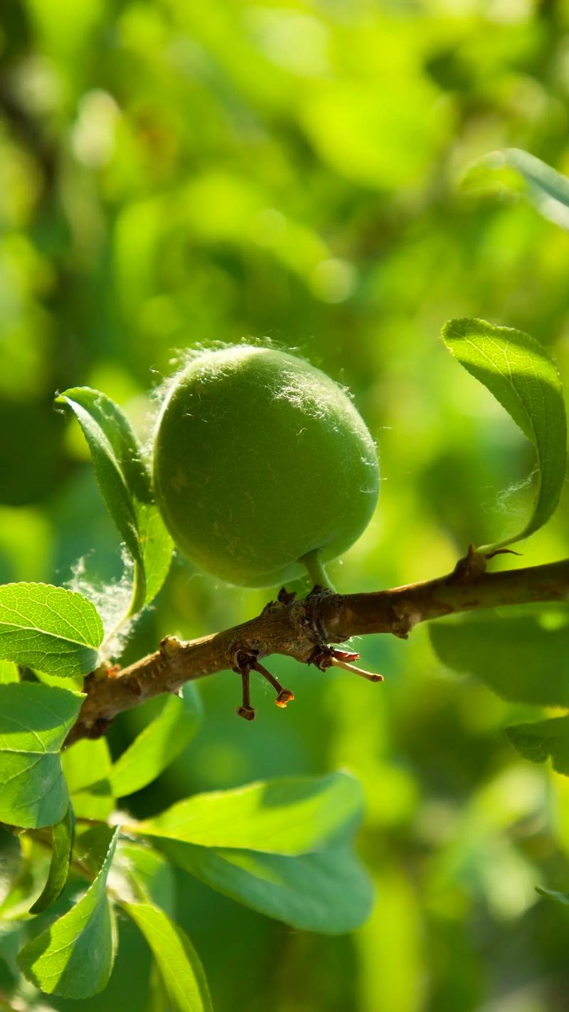 杏梅的养殖方法？杏梅的养殖方法和技术？