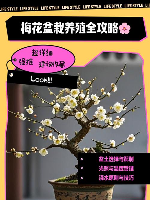 杏梅的养殖方法？杏梅的养殖方法和技术？-第2张图片-优品飞百科