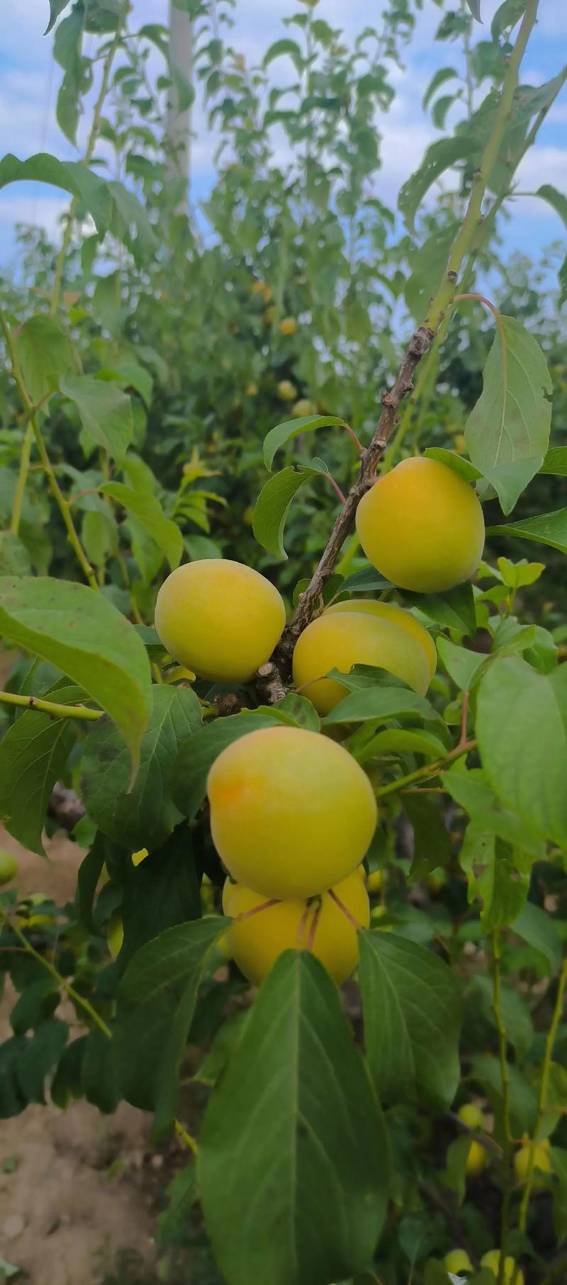 杏梅的养殖方法？杏梅的养殖方法和技术？-第4张图片-优品飞百科