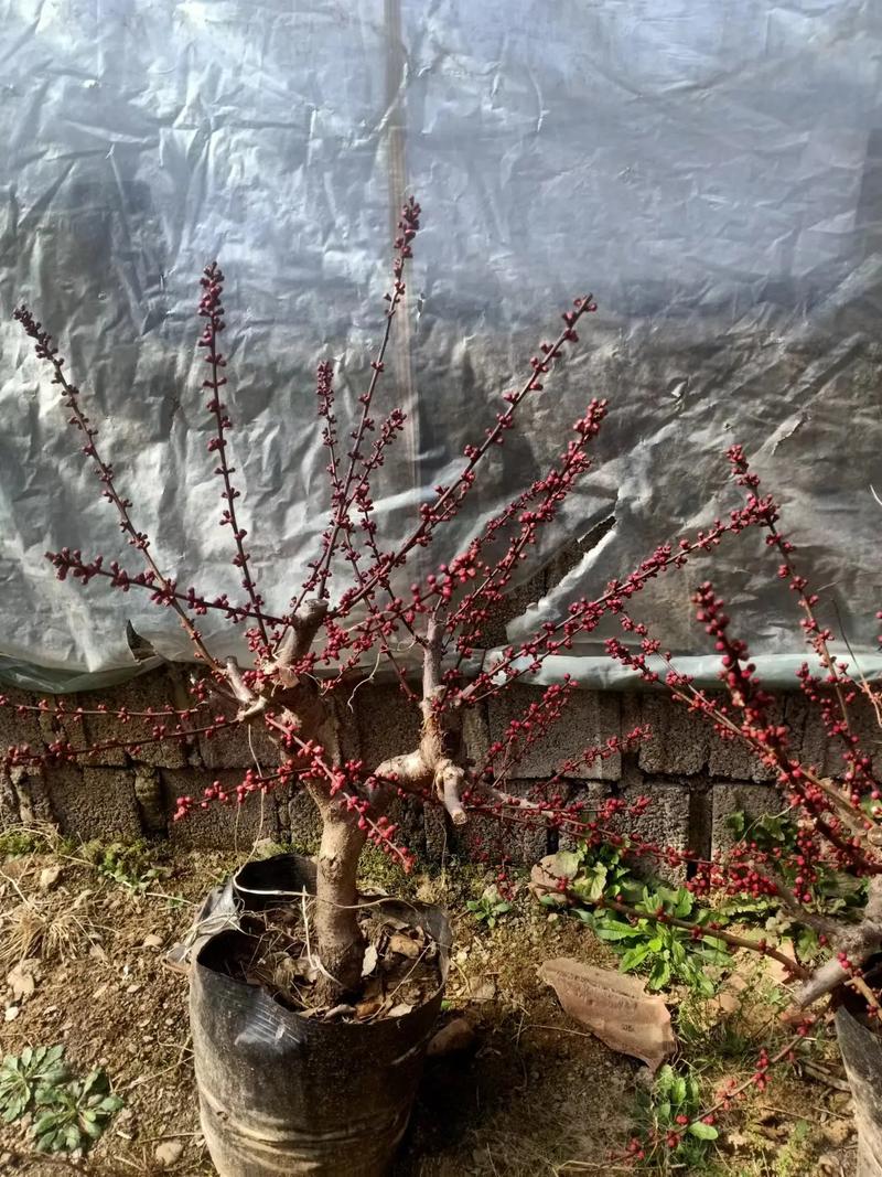 杏梅的养殖方法？杏梅的养殖方法和技术？-第3张图片-优品飞百科