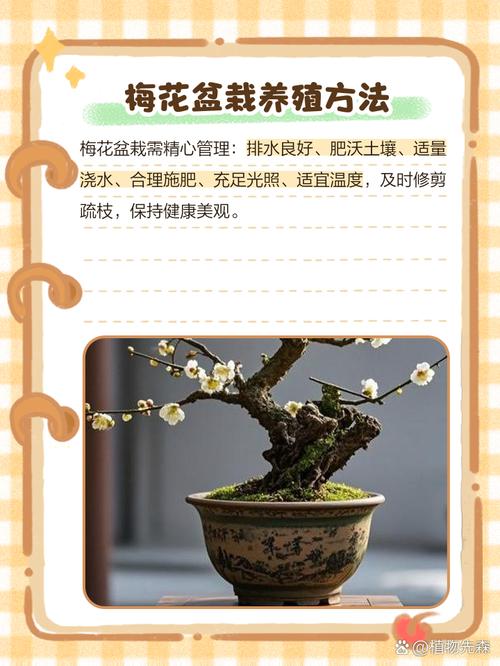 杏梅的养殖方法？杏梅的养殖方法和技术？-第6张图片-优品飞百科