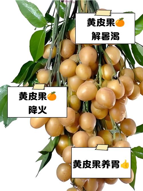 黄皮果的功效与作用，黄皮果的功效与作用禁忌养生之家？-第1张图片-优品飞百科