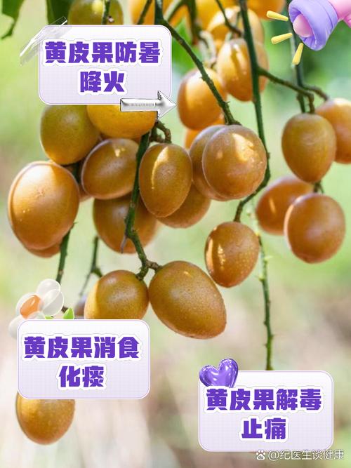 黄皮果的功效与作用，黄皮果的功效与作用禁忌养生之家？-第4张图片-优品飞百科
