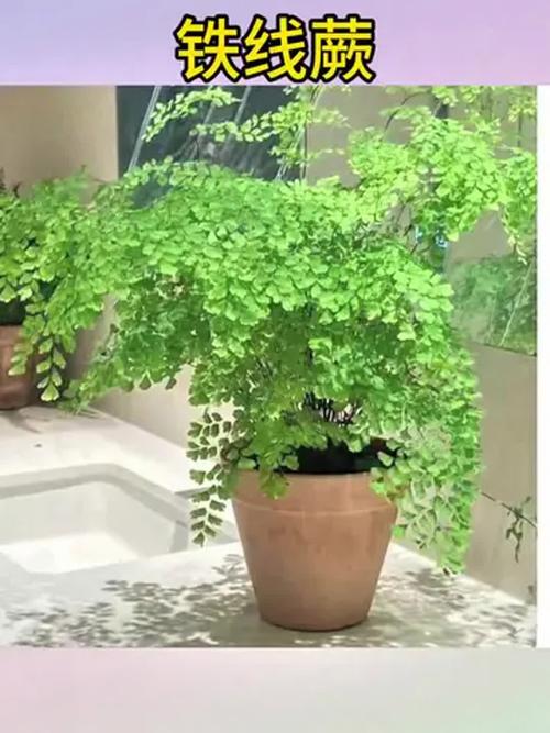 铁线蕨养殖在哪比较好？铁线蕨类植物怎么养？-第1张图片-优品飞百科