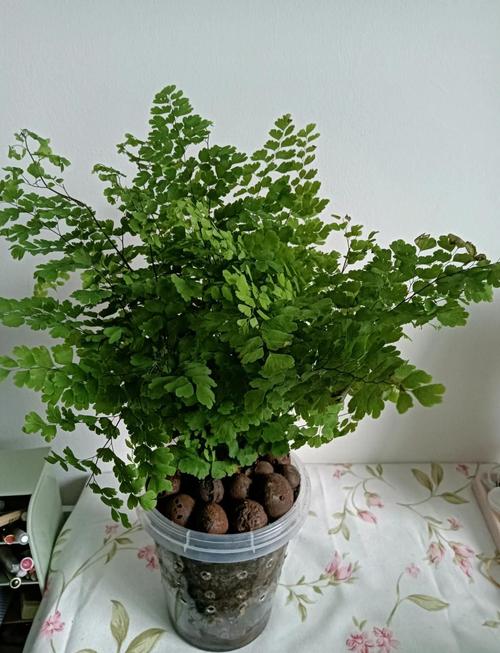 铁线蕨养殖在哪比较好？铁线蕨类植物怎么养？-第2张图片-优品飞百科