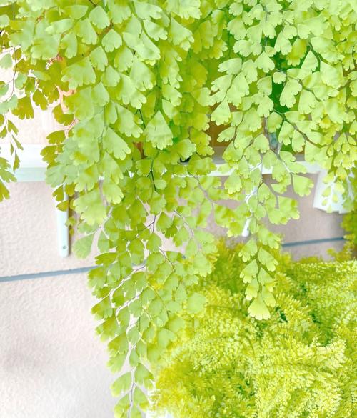 铁线蕨养殖在哪比较好？铁线蕨类植物怎么养？-第3张图片-优品飞百科