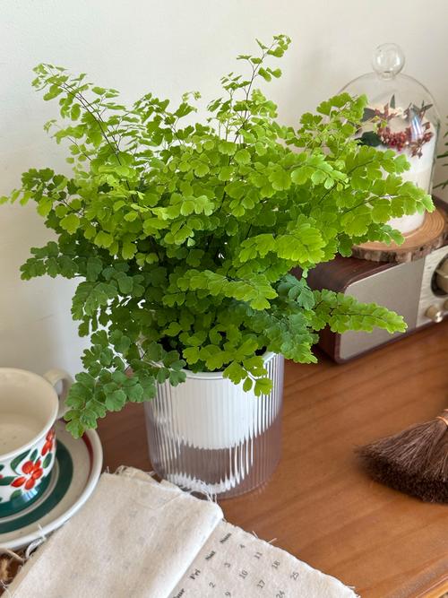 铁线蕨养殖在哪比较好？铁线蕨类植物怎么养？-第4张图片-优品飞百科