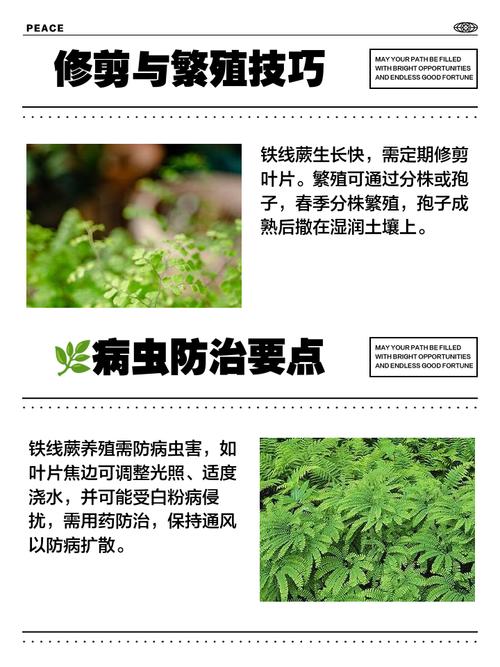 铁线蕨养殖在哪比较好？铁线蕨类植物怎么养？-第5张图片-优品飞百科