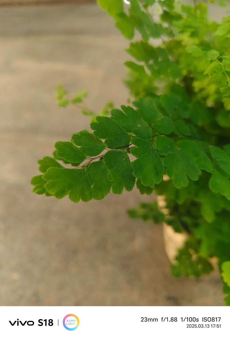 铁线蕨养殖在哪比较好？铁线蕨类植物怎么养？-第6张图片-优品飞百科