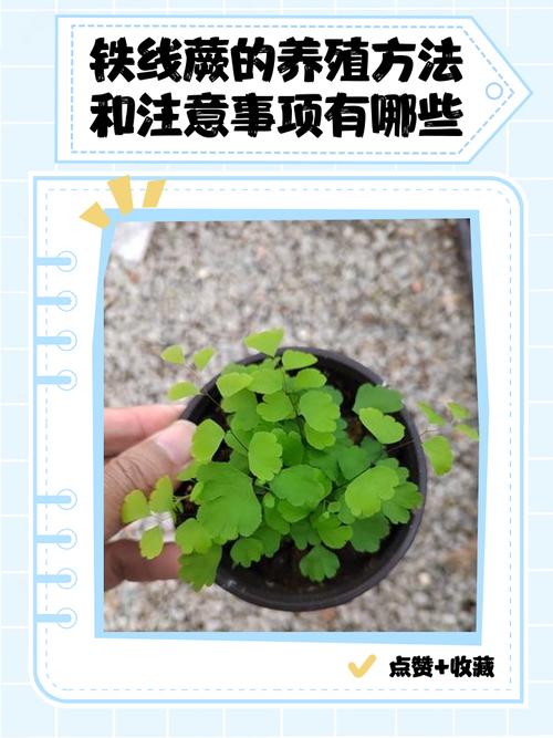 铁线蕨养殖在哪比较好？铁线蕨类植物怎么养？-第7张图片-优品飞百科