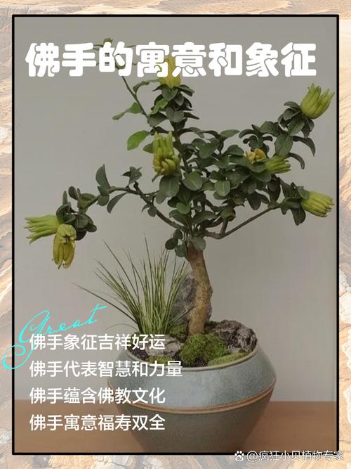 佛手的花语和象征意义，佛手花花语到底是什么？-第4张图片-优品飞百科
