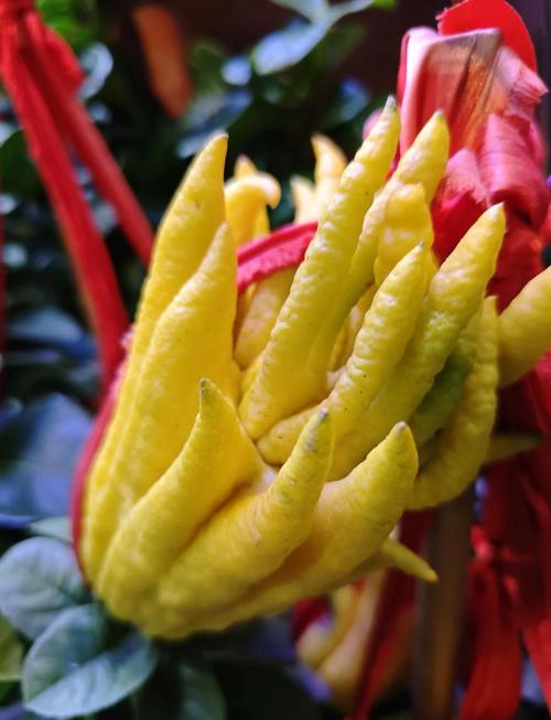 佛手的花语和象征意义，佛手花花语到底是什么？-第5张图片-优品飞百科