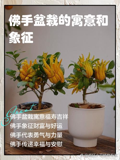 佛手的花语和象征意义，佛手花花语到底是什么？-第7张图片-优品飞百科