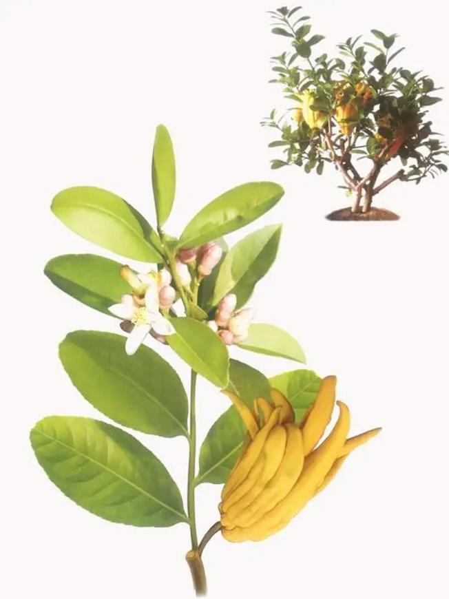 佛手的花语和象征意义，佛手花花语到底是什么？-第8张图片-优品飞百科