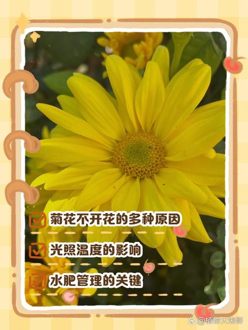 家里养菊花对风水怎么样？家庭养菊花寓意好不好？-第2张图片-优品飞百科