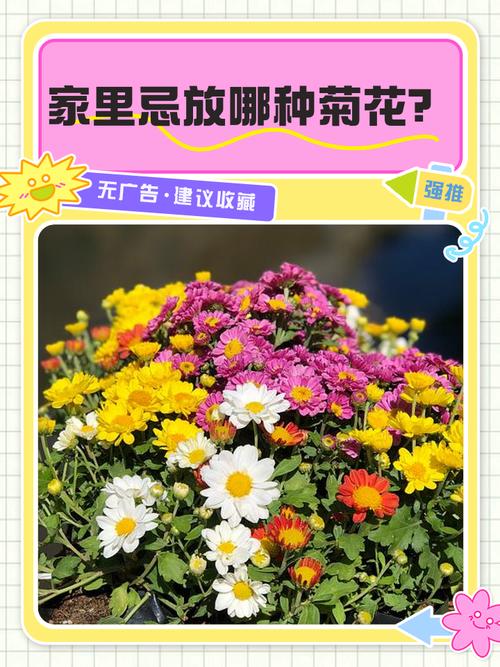 家里养菊花对风水怎么样？家庭养菊花寓意好不好？-第3张图片-优品飞百科
