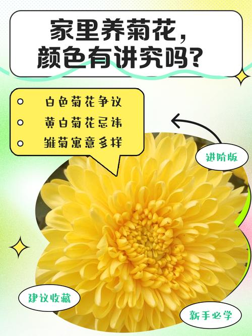 家里养菊花对风水怎么样？家庭养菊花寓意好不好？-第5张图片-优品飞百科
