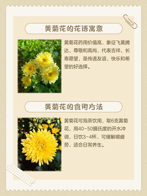 家里养菊花对风水怎么样？家庭养菊花寓意好不好？-第6张图片-优品飞百科