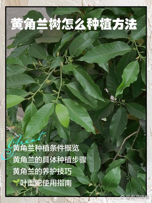 黄桷兰的功效与作用，黄桷兰的功效与作用是什么-第2张图片-优品飞百科