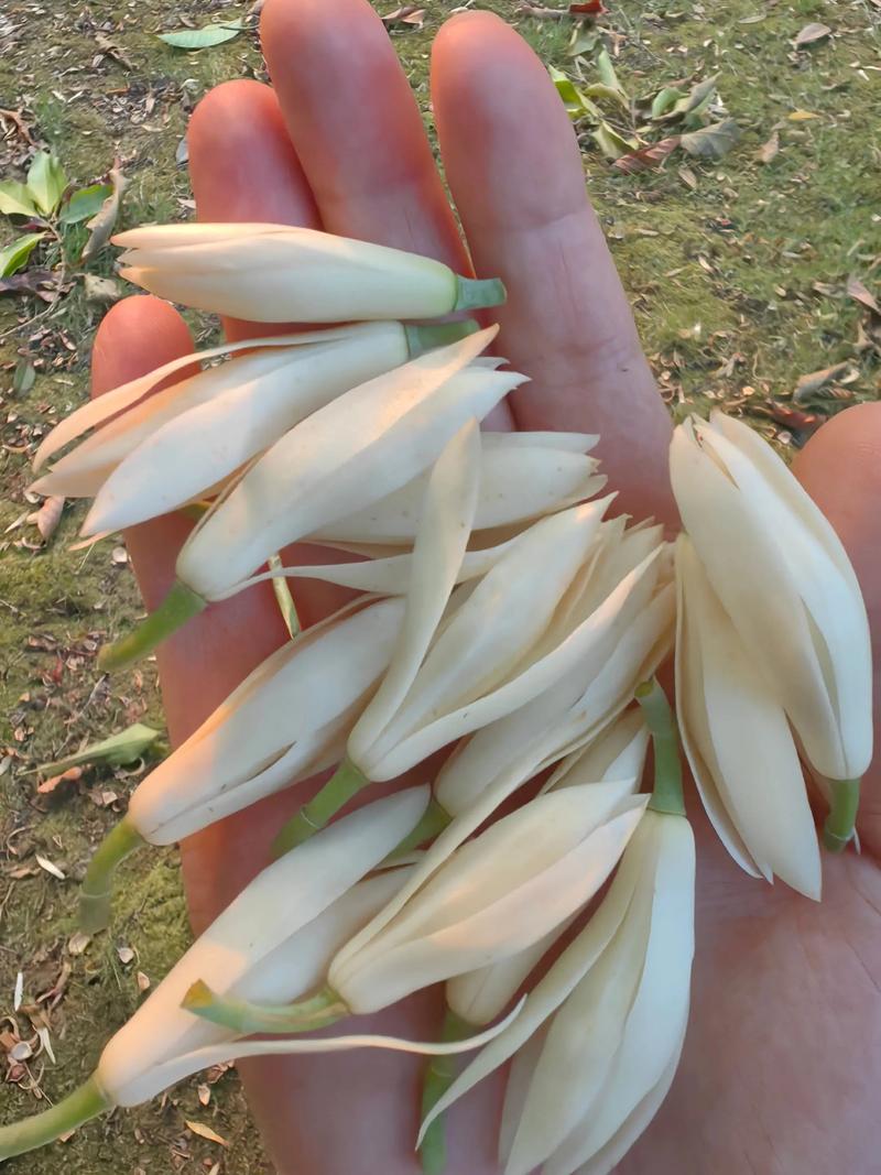 黄桷兰的功效与作用，黄桷兰的功效与作用是什么-第3张图片-优品飞百科