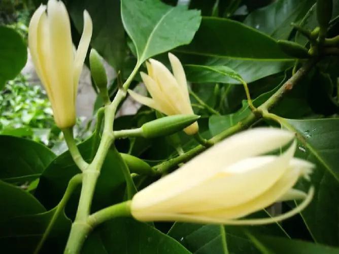 黄桷兰的功效与作用，黄桷兰的功效与作用是什么-第5张图片-优品飞百科