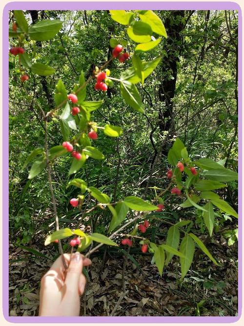 杈杷果的功效与作用？杈杷果好吃吗？-第3张图片-优品飞百科