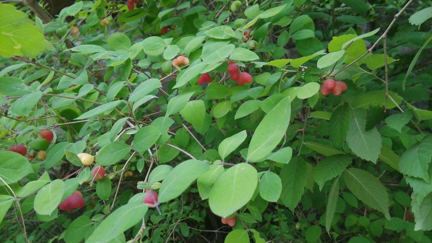 杈杷果的功效与作用？杈杷果好吃吗？-第4张图片-优品飞百科