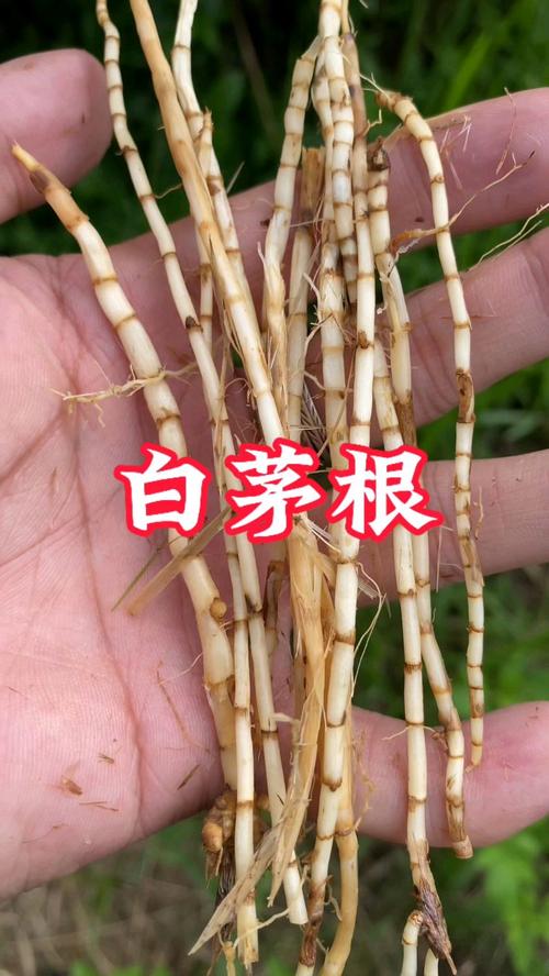 白茅的养殖方法，白茅简介