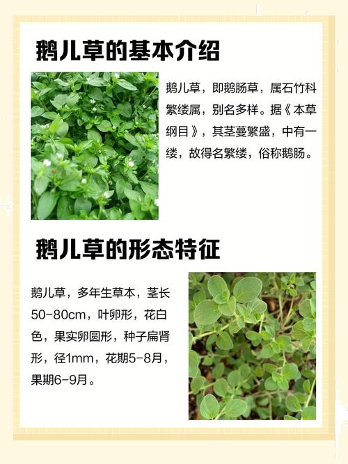 白茅的养殖方法，白茅简介-第3张图片-优品飞百科