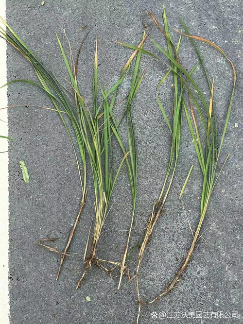 白茅的养殖方法，白茅简介-第4张图片-优品飞百科