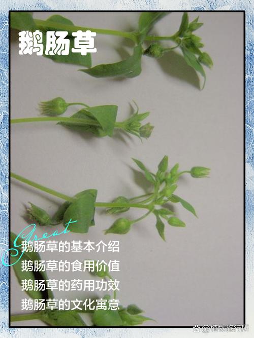 白茅的养殖方法，白茅简介-第7张图片-优品飞百科