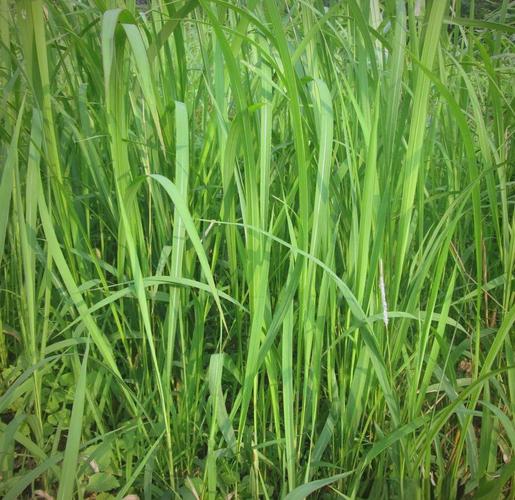 白茅的养殖方法，白茅简介-第8张图片-优品飞百科