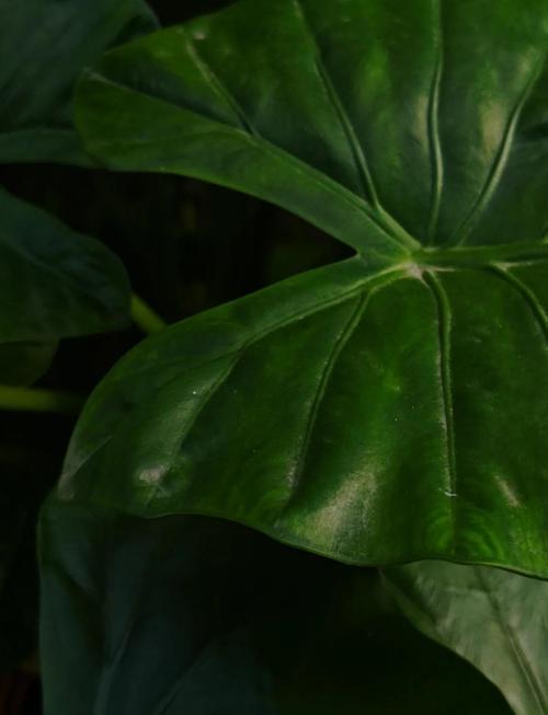 滴水观音有毒吗？滴水观音有毒吗碰了怎么办？-第1张图片-优品飞百科