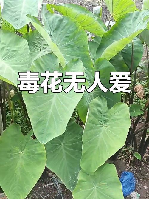 滴水观音有毒吗？滴水观音有毒吗碰了怎么办？-第2张图片-优品飞百科