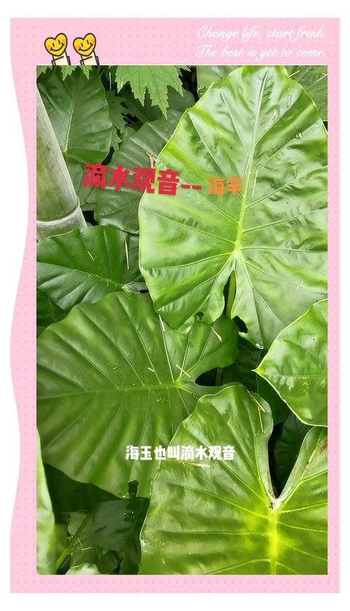 滴水观音有毒吗？滴水观音有毒吗碰了怎么办？-第3张图片-优品飞百科