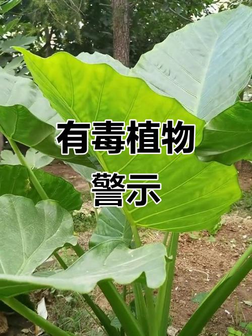 滴水观音有毒吗？滴水观音有毒吗碰了怎么办？-第4张图片-优品飞百科