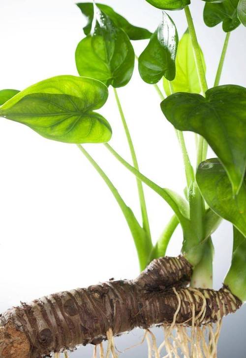 滴水观音有毒吗？滴水观音有毒吗碰了怎么办？-第5张图片-优品飞百科