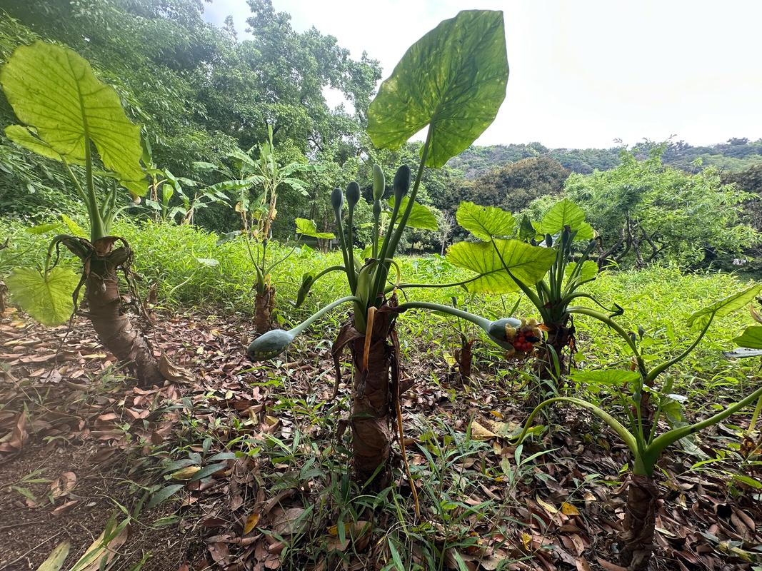滴水观音有毒吗？滴水观音有毒吗碰了怎么办？-第6张图片-优品飞百科