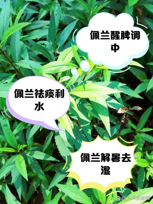 佩兰的功效与作用，木香的功效与作用？-第2张图片-优品飞百科